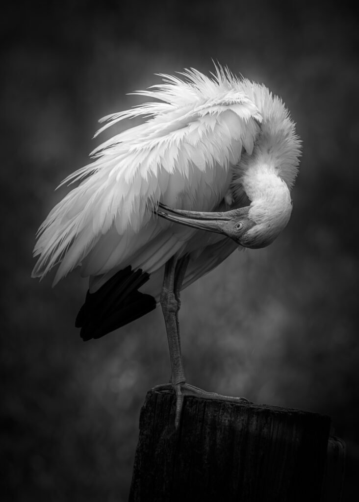Ave en blanco y negro