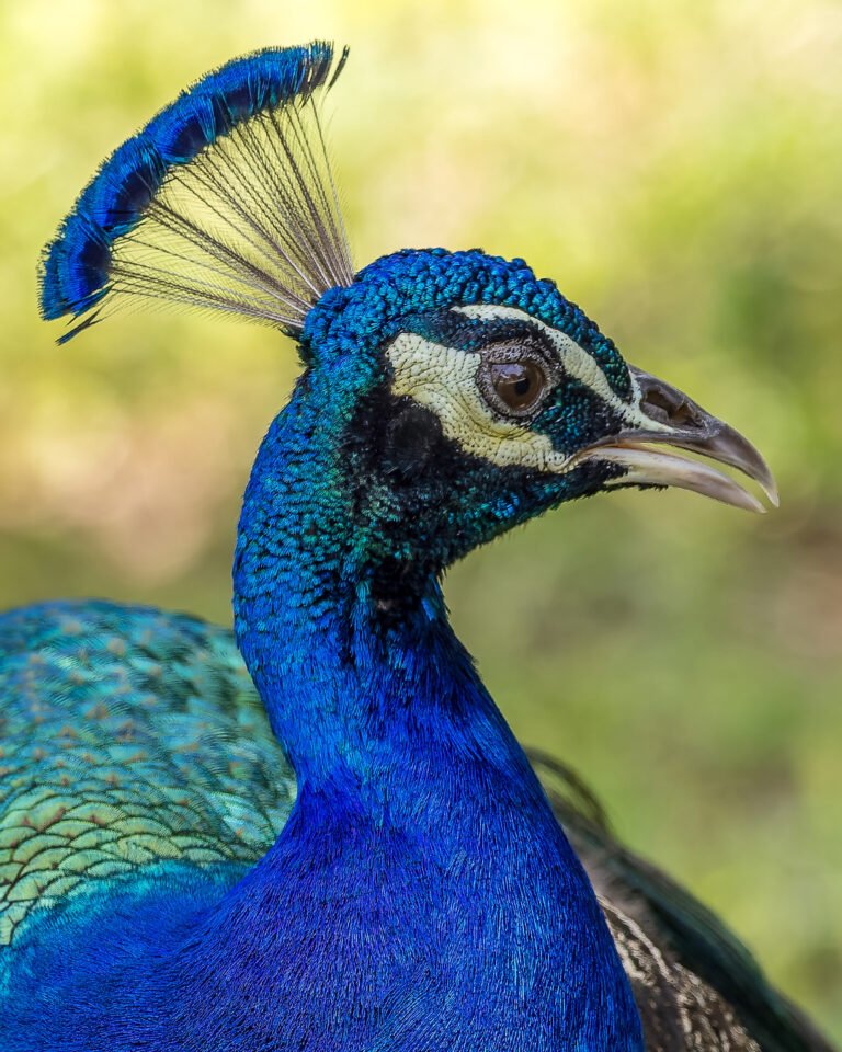 Pavo real azul