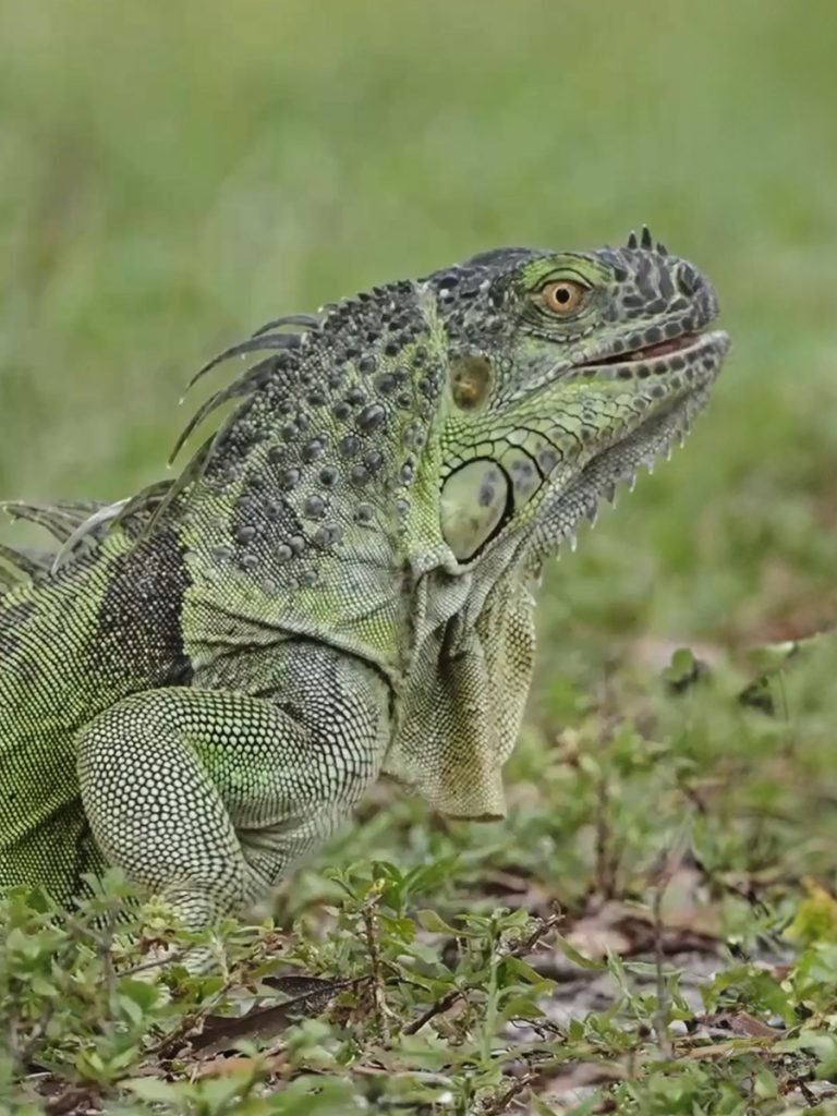 Iguana verde