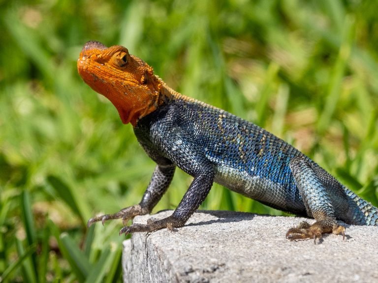 Agama de cabeza roja de Peters