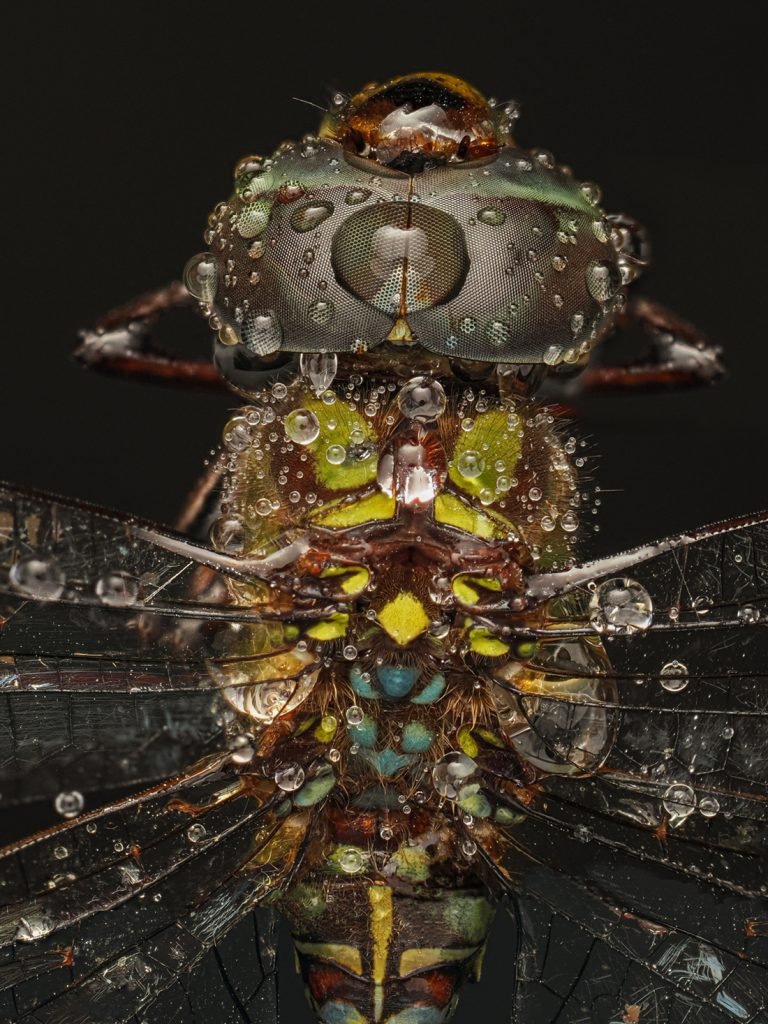 Raindrops on Dragonfly