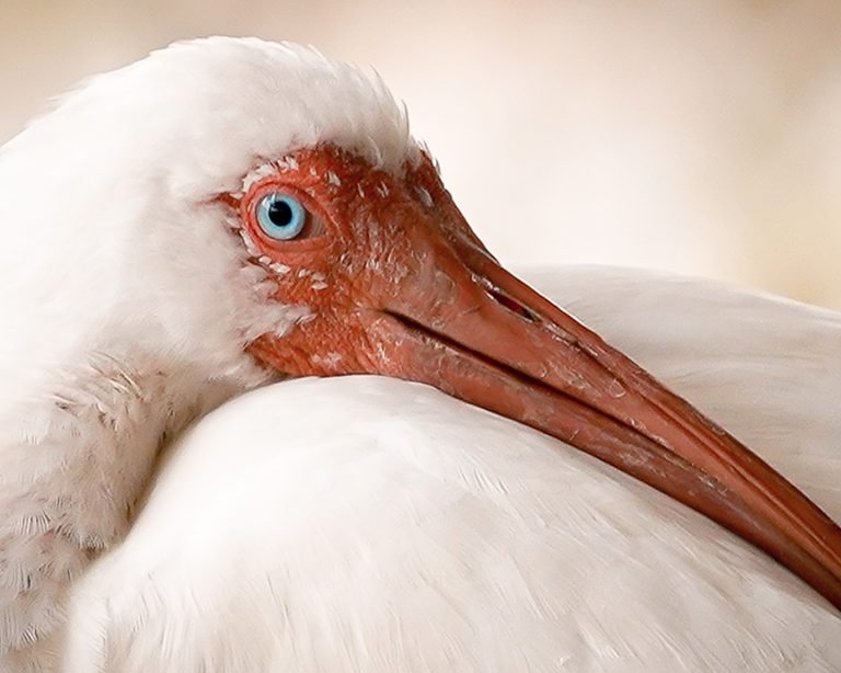 Ibis blanco
