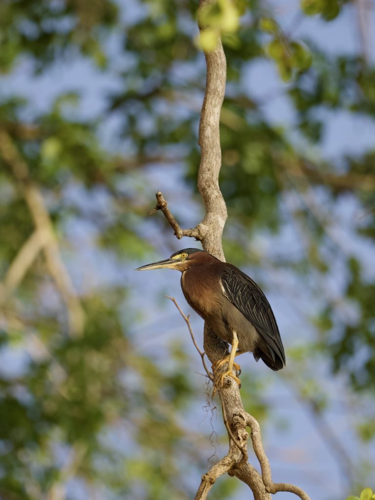 Garza verde