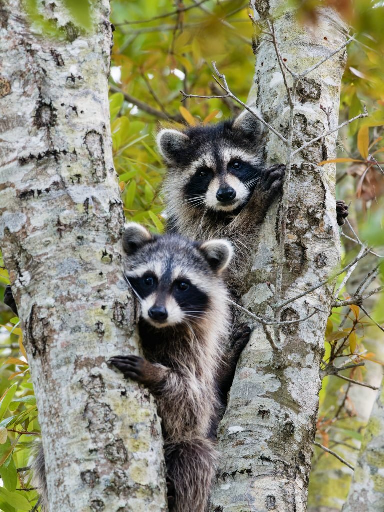 Mapache común