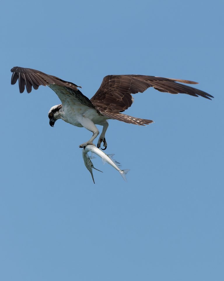 Águila pescadora