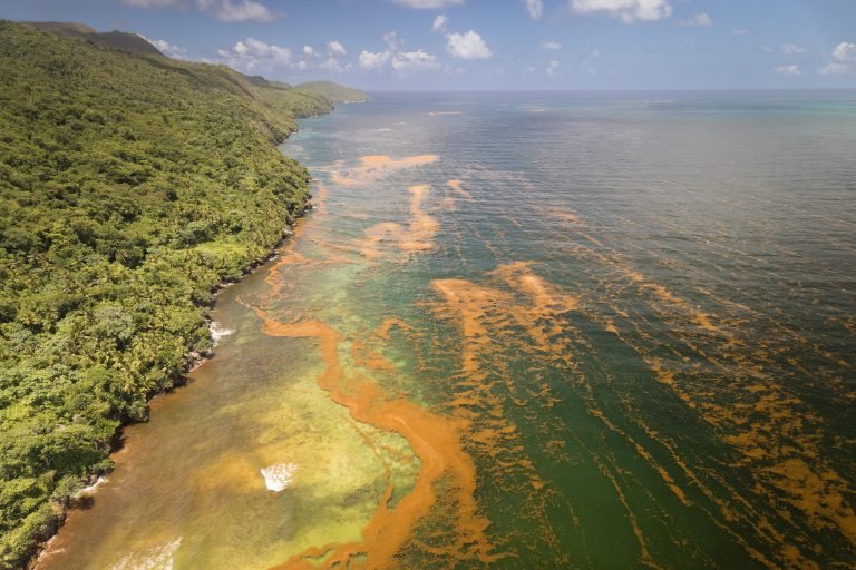 Playa Rincón, Samaná: sargazo sobre el mar